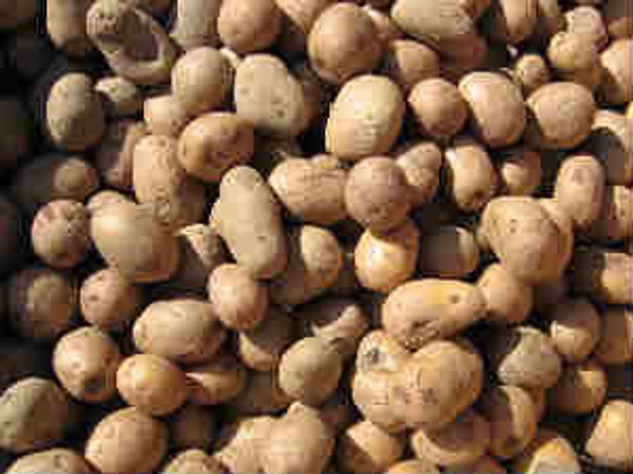 potatoes