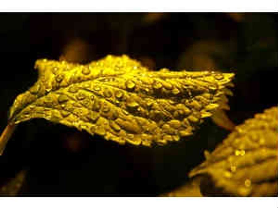 gold
