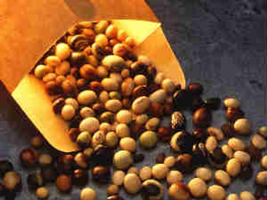 mustard seeds