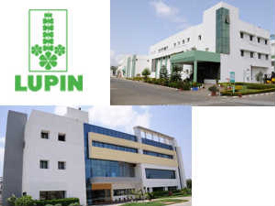 Lupin