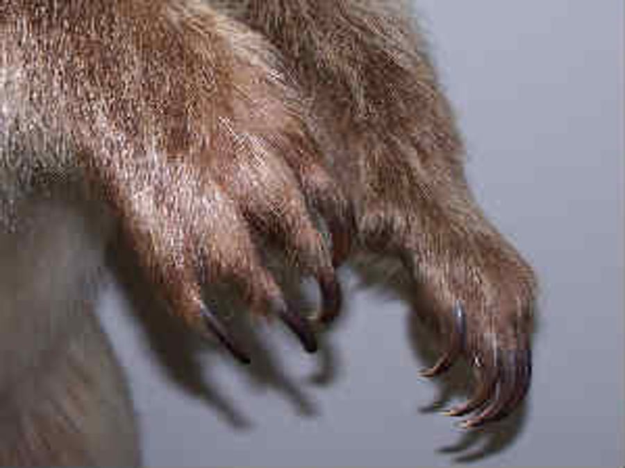 bear claws