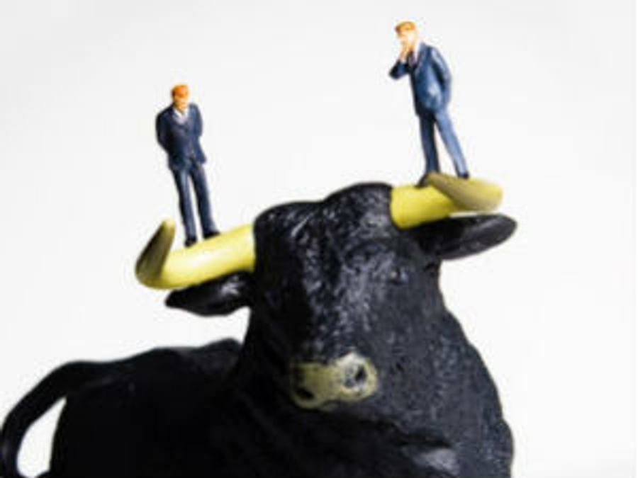 bull