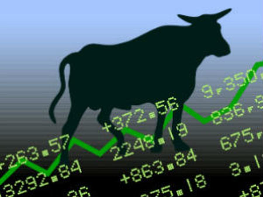 bull