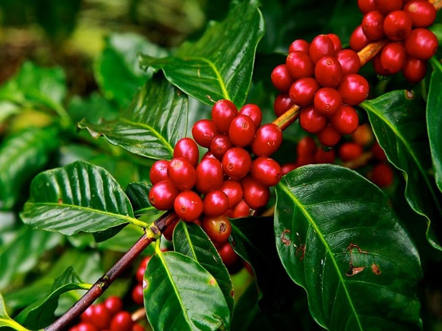 Govt Launches Blockchain Based Coffee E-Marketplace For Fair Trade