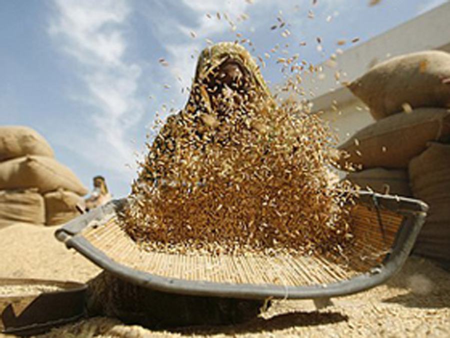 Customs Duty On Wheat Increased To 40%