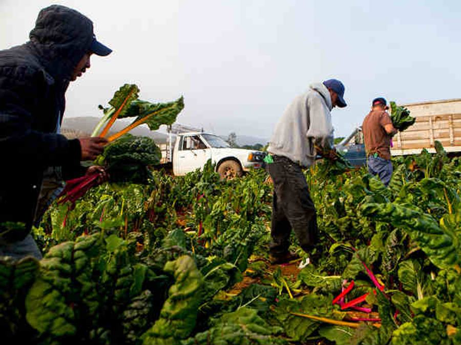 Finance Minister Allocates Rs 10,000 Crores For Micro Food Enterprises