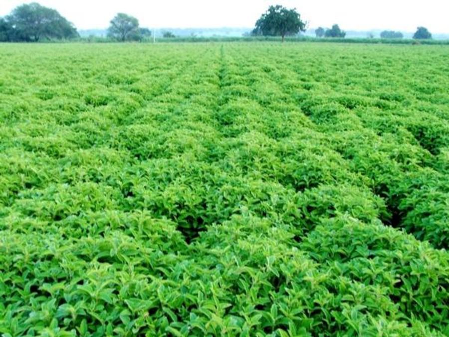 Finance Minister Announces Rs 4,000 Crores For Herbal Cultivation 