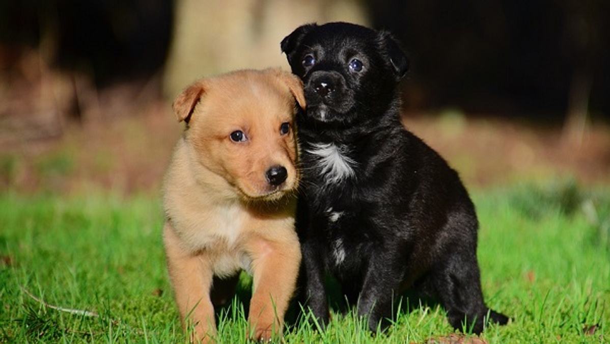 Insurance For Pets In India: All You Need To Know