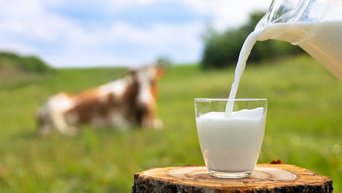 Milk 