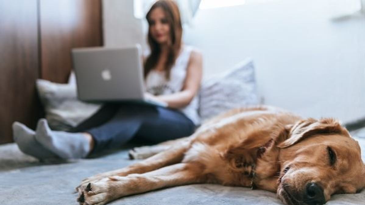 Photo of a pet owner struggling with hefty veterinary bills