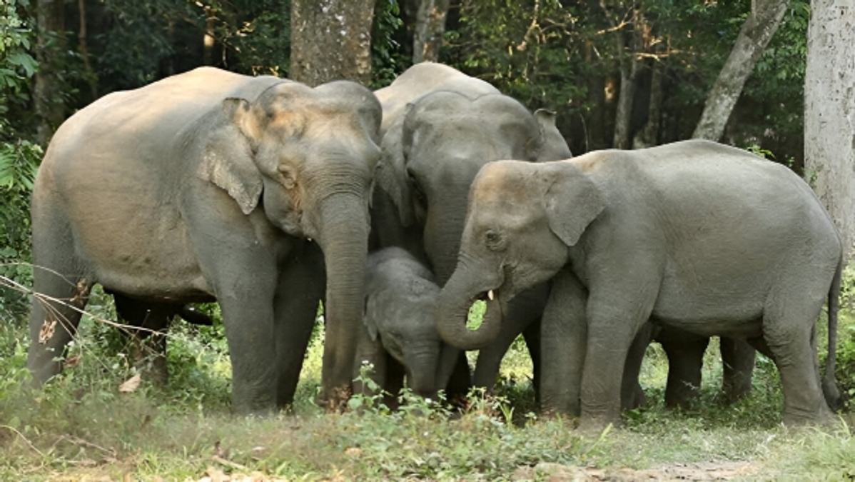 Elephant Attacks 