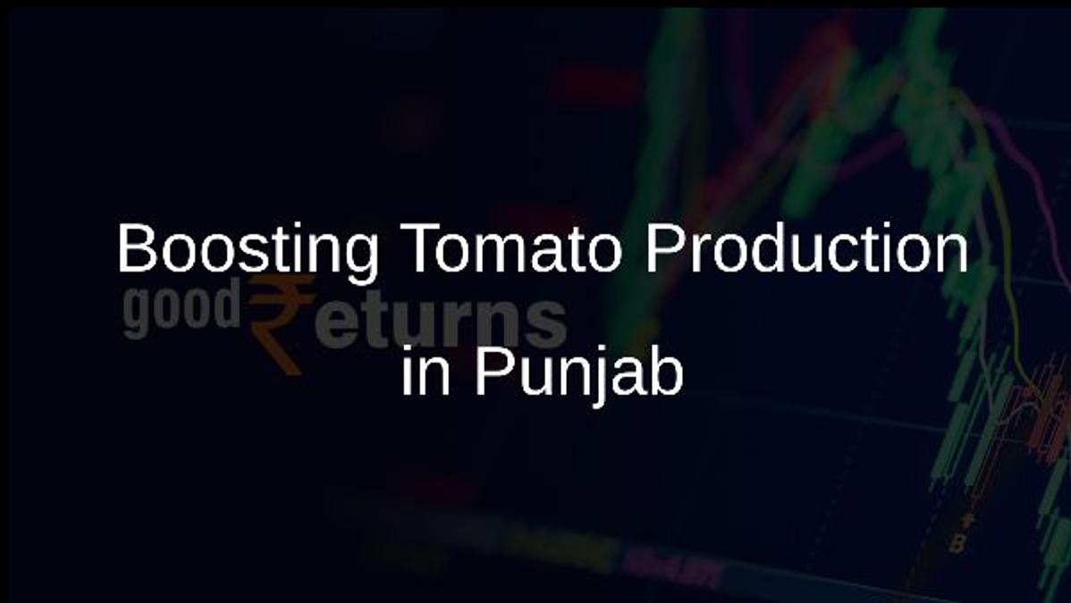 Boosting Tomato Production in Punjab