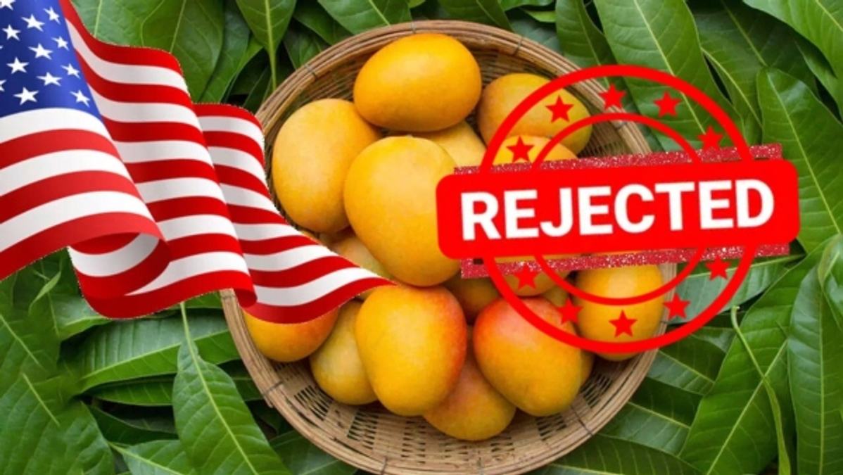 mangoes