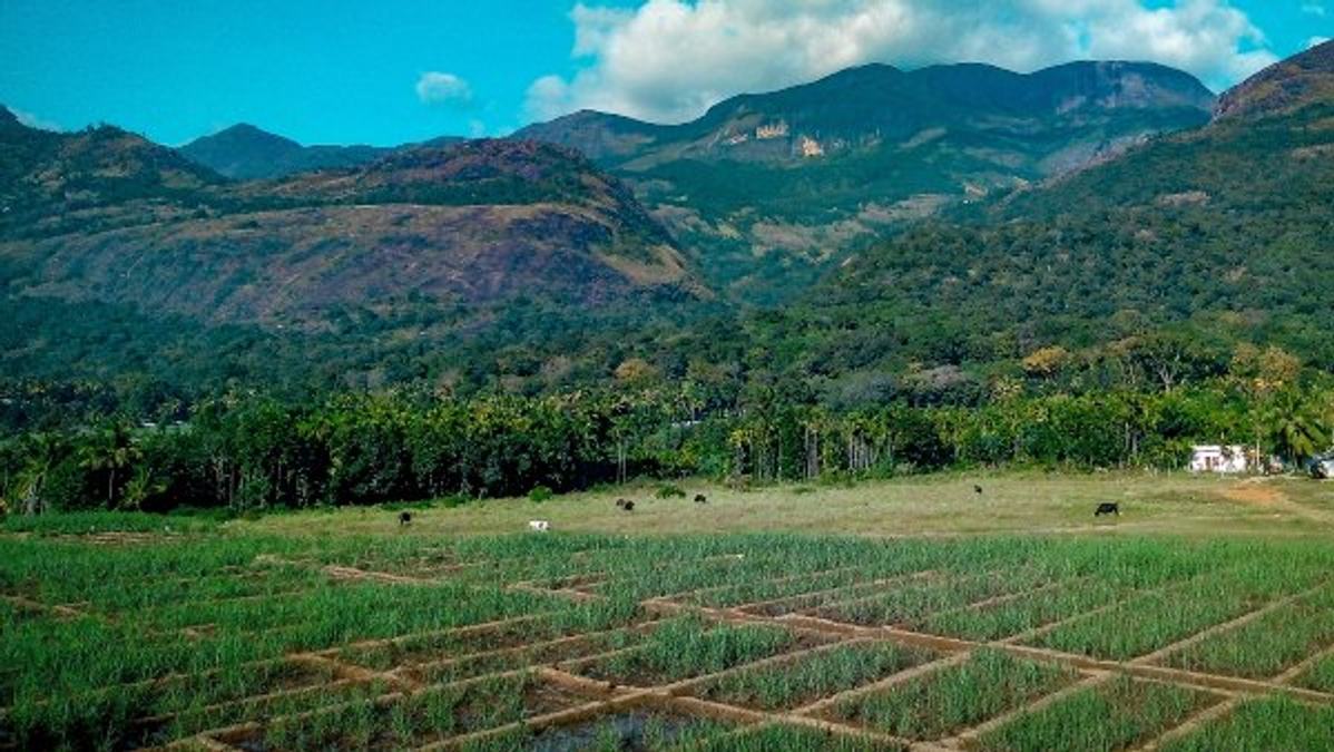 Indogulf Cropsciences