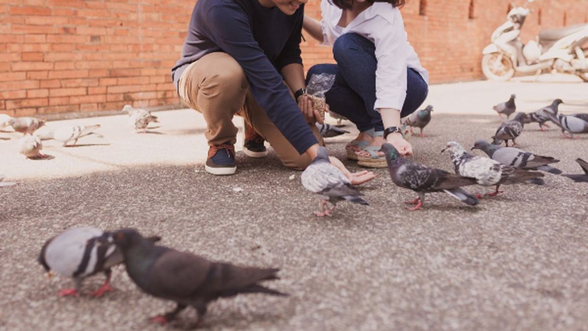 Pigeon Feeding