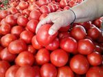 भारत के चलते पाक में टमाटर 300 रु के पार, मचा हाहाकार