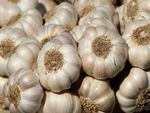 टमाटर प्याज के बाद अब लहसुन ने दिया झटका, कीमत आसमान पर