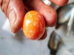मछुआरे को समुद्र किनारे मिला दुर्लभ ऑरेन्ज मोती, करोड़ों में है कीमत