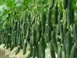 Cucumber Farming : हर महीने होगी 2 लाख रु की कमाई, बदल जाएगी लाइफ