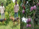 गजब के आम : कीमत 2.7 लाख रु प्रति किलो, सेफ्टी के लिए लगाने पड़ रहे कुत्ते