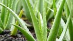 Aloevera Business Idea: एलोवेरा की खेती से होती है बंपर कमाई, जानें कैसे शुरू होगा ये बिजनेस