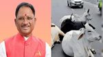 OPINION: छत्तीसगढ़ में शुरू होगी गौवंश अभ्यारण्य योजना, सड़क दुर्घटनों को रोकने CM विष्णुदेव साय ने उठाया कदम