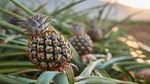 Business Idea : अनानास की खेती से बन सकते हैं लखपति, जानिए कैसे करें मोटी कमाई