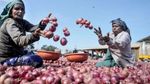 Onion Price Hike: 80 रुपये तक पहुंची प्याज की कीमत, दिवाली से पहले ही आम आदमी की जेब पर बढ़ा बोझ