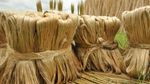 MSP Hike: बजट से पहले किसानों के लए खुशखबरी! मोदी सरकार ने इस फसल पर बढ़ाई MSP, फटाफट करें चेक