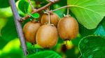 New Zealand Kiwi Price: FTA के बाद सस्ती होगी कीवी? जानें कितनी घट सकती है कीमत