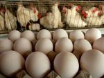 ಮೊಟ್ಟೆ ಬೆಲೆ ತಿರುಗುತ್ತೆ ತಲೆ! ಚಿಕನ್ ನಂತೆ ಮೊಟ್ಟೆ ಕೂಡ ದುಬಾರಿ
