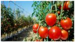 Tomato Price Hike: ಟೊಮೆಟೊ ದರ ಶೀಘ್ರ ಕಡಿಮೆಯಾಗದು, ಯಾಕೆ, ಕಾರಣವೇನು?