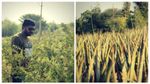 Aloe Vera Farmer: ಸರ್ಕಾರಿ ನೌಕರಿ ತ್ಯಜಿಸಿ ಅಲೋವೆರಾ ಬೆಳೆದು ಮಿಲಿಯನೇರ್ ಆದ ಇಂಜಿನಿಯರ್!