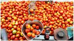 Tomato Price Hike: ದುಬಾರಿಯಾಯ್ತು ಟೊಮೆಟೊ! ಬರೀ 15 ದಿನಗಳಲ್ಲಿ ಗಗನಕ್ಕೇರಿದ ಟೊಮೆಟೊ ಬೆಲೆ