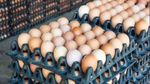 Egg Price Hike: ಮೊಟ್ಟೆ ಬೆಲೆಯಲ್ಲೂ ಭಾರೀ ಹೆಚ್ಚಳ! ಮುಂದಿನ ದಿನಗಳಲ್ಲಿ ಇಳಿಕೆಯಾಗುತ್ತಾ? ಜಾಸ್ತಿಯಾಗುತ್ತಾ?