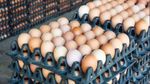 Egg Price Today: ದುಬಾರಿಯಾಯ್ತು ಬೆಂಗಳೂರಿನಲ್ಲಿ ಮೊಟ್ಟೆ ಬೆಲೆ! ಹೊಸ ವರ್ಷಕ್ಕೆ ಇಳಿಕೆಯಾಗುತ್ತಾ?