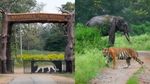 Karnataka Safari: ಮತ್ತೆ ನಾಗರಹೊಳೆ, ಬಂಡೀಪುರ ಸಫಾರಿ ಆರಂಭ! ಸರ್ಕಾರದಿಂದ ಗುಡ್‌ ನ್ಯೂಸ್‌
