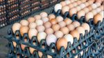 Egg Price Down: ಬೆಂಗಳೂರು ಮೊಟ್ಟೆ ಪ್ರಿಯರಿಗೆ ಗುಡ್‌ ನ್ಯೂಸ್‌; ಬೆಲೆ ಭಾರೀ ಇಳಿಕೆ
