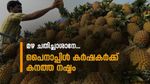 ഇത്തവണ പൈനാപ്പിൾ കർഷകർക്ക് കനത്ത നഷ്ടം, മൺസൂൺ നേരത്തെ എത്തിയതോടെ കളി കാര്യമായി; വില ഇടിയുന്നു