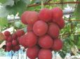 Ruby Roman Grapes: ஒரு கொத்து திராட்சைக்கு ரூ. 7.5 லட்சமா..? உலக சாதனை படைத்த திராட்சை பழம்..!