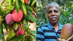 மாற்றி யோசித்ததால் கிடைத்த வெற்றி! கிலோ ரூ. 3 லட்சத்திற்கு விலை போகும் மாம்பழத்தை விளைவித்து சாதனை!!