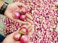 గుడ్‌న్యూస్: ఉల్లి ధరలు రూ.100కు పెరిగినా అక్కడ కిలో రూ.25కే!