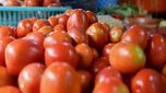 Tomato Price: రండి బాబు రండి.. కిలో టమాటా రూ.7 మాత్రమే..!!