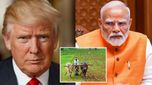 రైతుల జీవితాలను పణంగా పెట్టలేం, అమెరికాకు తేల్చి చెప్పిన మోదీ సర్కారు.. వాణిజ్య ఒప్పందంపై వీడని సస్పెన్స్