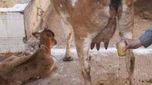 Cow Urine: గో మూత్రం లీటర్‎కు రూ.10.. ఎక్కడంటే..