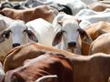 Over 90 Lakh Cattle To Get Unique Identification Numbers