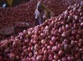 'Onion' Prices Will Stay Depressed Till Mid-March: Experts