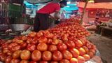 Pune Farmer Becomes Millionaire Amid Rising Tomato Prices, Earns Rs 3 Cr