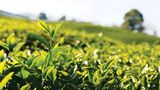 Tea Industry Passing Through Acute Financial Crisis, Says ITA Status Paper