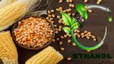 Sakuma Exports Ventures Into Maize Procurement & Ethanol Production, Targets Rs 500 Cr Turnover